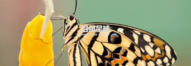 幼儿启蒙英语下载_叽里呱啦英语学习APP_英语启蒙APP推荐