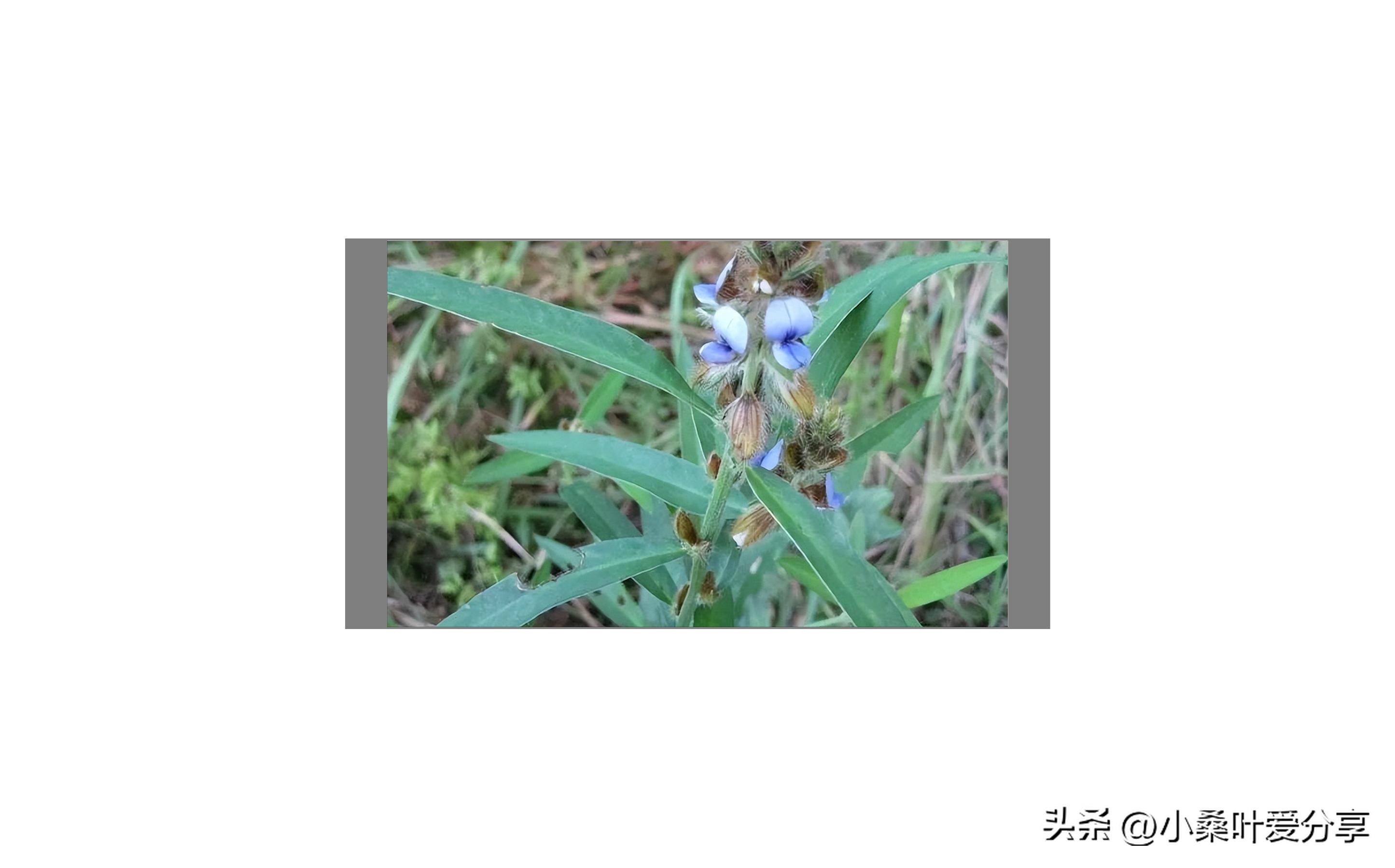 农吉利植物特征_农吉利抗癌功效_中草药图谱大全下载