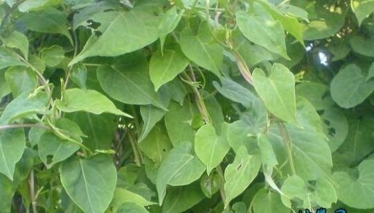 何首乌的主要成分和用途介绍，快来了解