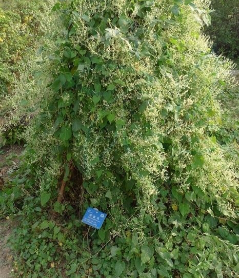 何首乌用途_中草药图谱大全下载_何首乌主要成分